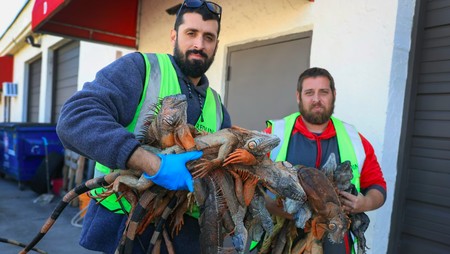 Suhu Dingin Ekstrem, Fenomena Iguana Beku Berjatuhan di Florida