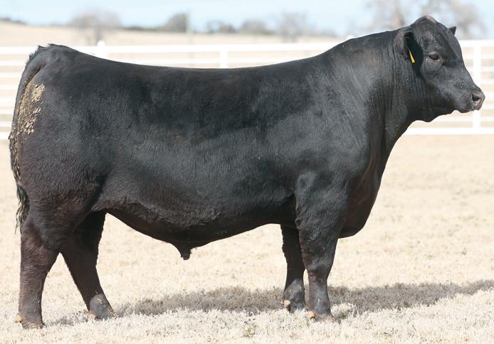 Duel Bintang: Francis vs Buffen, Siapa Lebih Bersinar? 3 Duel Bintang: Francis vs Buffen, Siapa Lebih Bersinar?